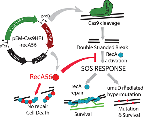 Cas9 RecA Inhibition